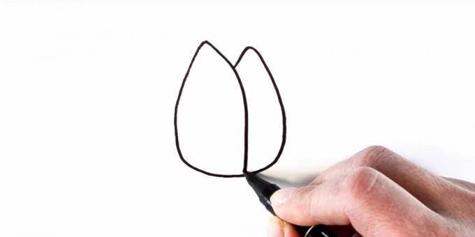 Jak nakreslit tulipán: obrys okvětních lístků