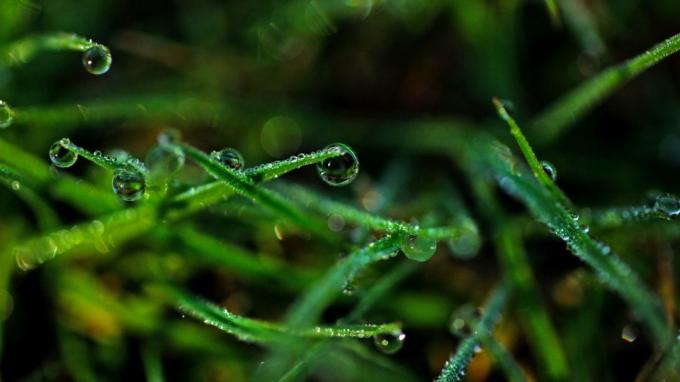 Tapety: Dew na trávě