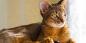 Habešská kočka: povaha, podmínky zadržení a nejen