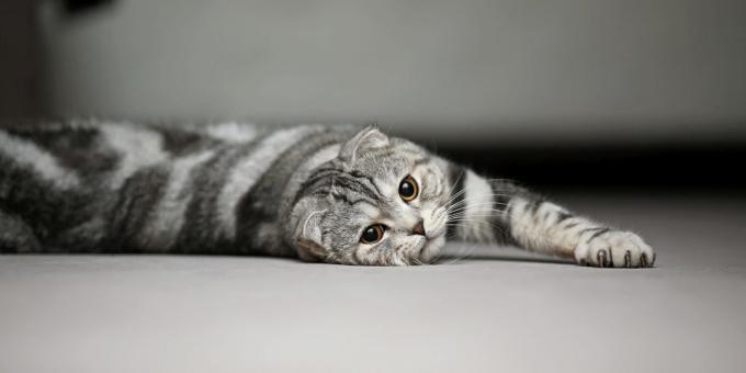 Povaha Scottish Fold