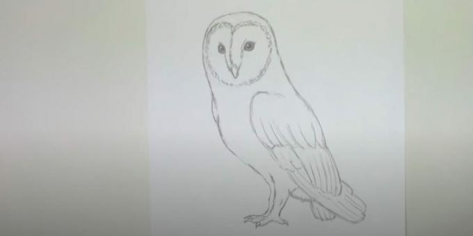 Jak nakreslit sovu: vyboulete hruď a vymažte náčrt