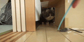 5 důvodů, proč kočky tolik jako krabice