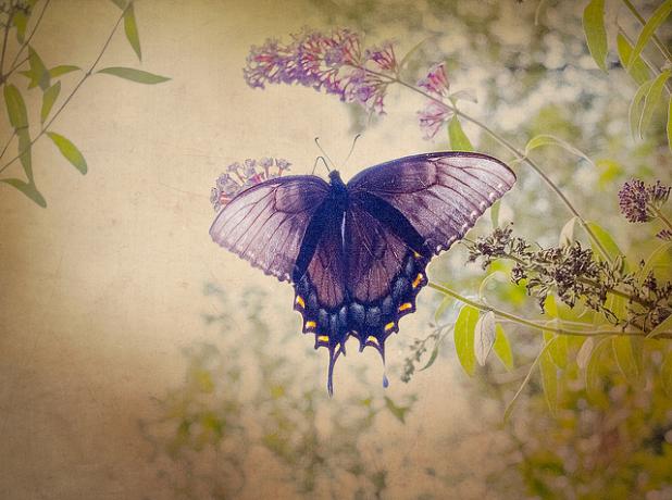 Jak krásné fotografovat motýla