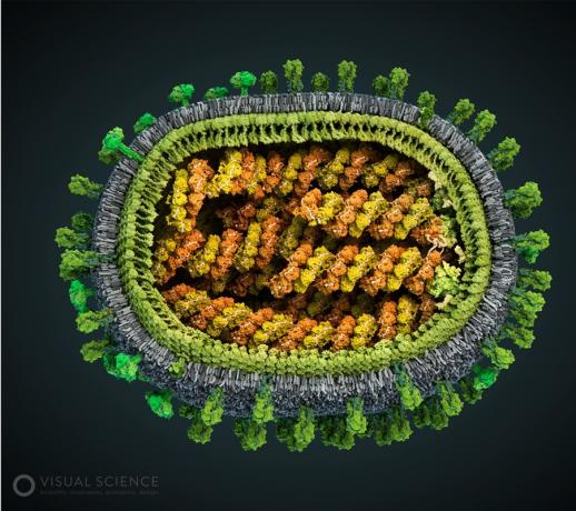 Model chřipkového viru