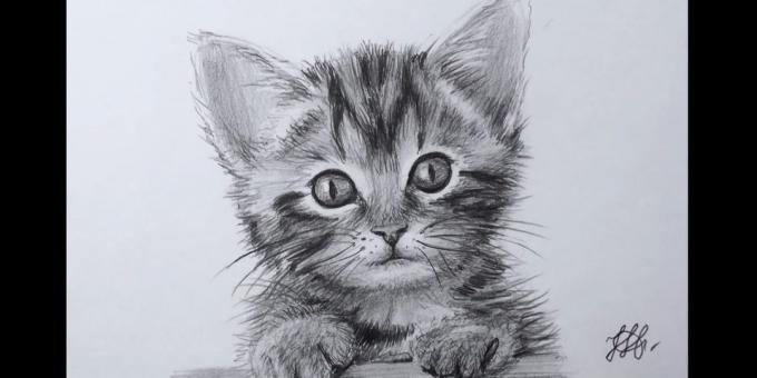 Jak nakreslit kočku náhubek v realistickém stylu
