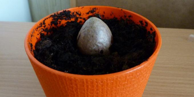 Jak pěstovat avokádo z kamene: Kámen v hrnci