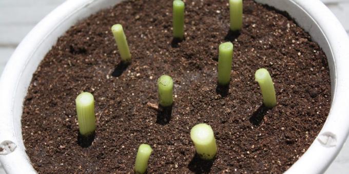 Jak pěstovat cibule na parapetu: Cibule bezprostředně po výsadbě v zemi