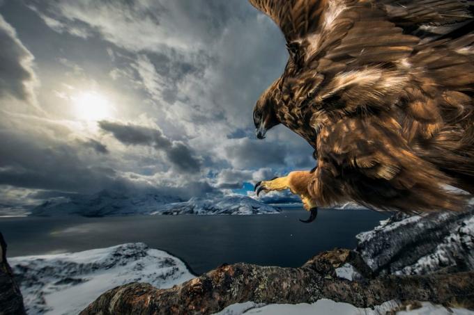 20 nejlepších fotografií přírody v roce 2019 v závislosti na povaze fotograf roku