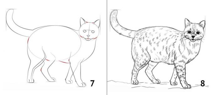 Jak nakreslit kočku