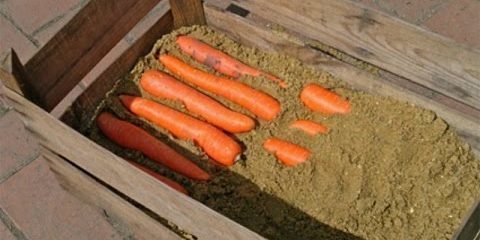 Jak uchovávat mrkev v krabicích: Alternativní vrstev až do konce mrkve