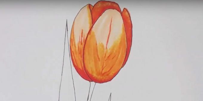 Jak nakreslit tulipán: projděte výkres bezbarvou značkou