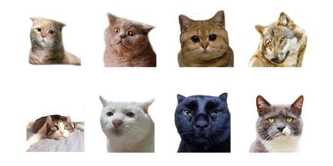 Nálepky: Animal Photo Emoji