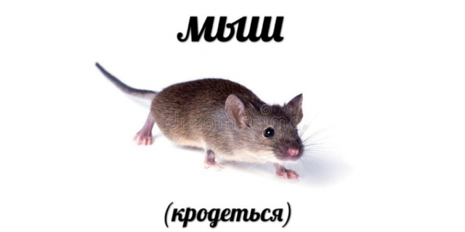 Nejčastější vyhledávání v roce 2018: Mouse (krodotsya)