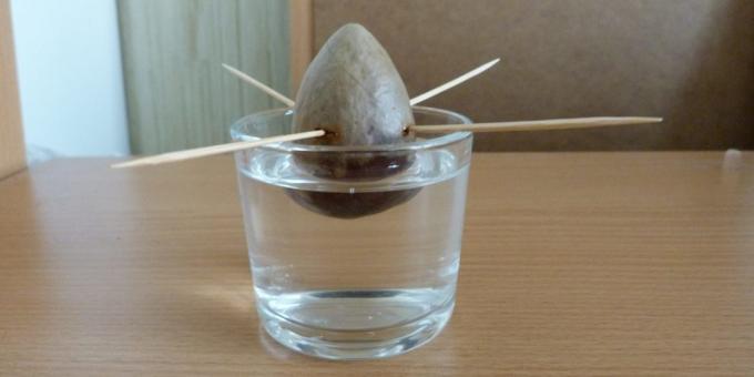 Jak pěstovat avokádo z kamene: Kámen ve vodě