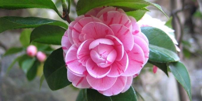 Nenáročné pokojové rostliny: Japonský Camellia