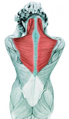 Anatomie dloužení: protahování krku ohybače