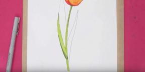 15 způsobů, jak nakreslit krásné tulipány