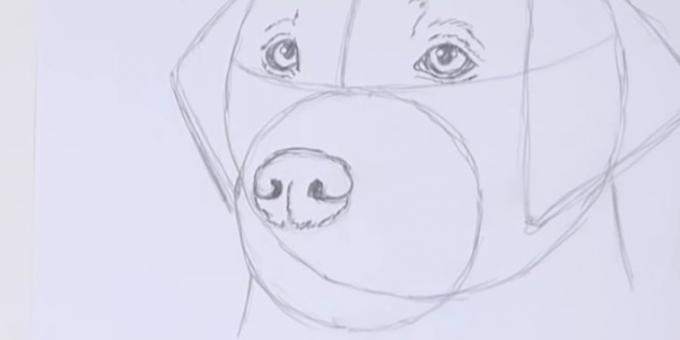 Nakreslit psa nos