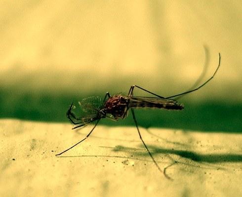 Lidových prostředků proti komárům, rady, jak se chránit před hmyzem