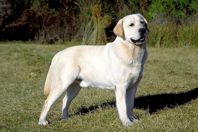 Top 10 nejinteligentnějších psích plemen: Labradorský retrívr