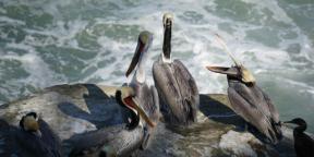 Pozorování ptáků přináší radost jako jóga nebo meditace v parku: rozhovory s pozorovateli ptactva Roma Heck a Mina Milk