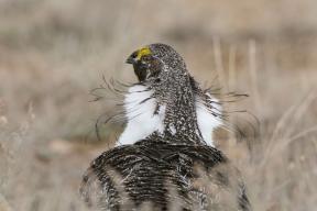 „Pták nyní odletí“: 10 nejlepších fotografií ze soutěže National Audubon Society