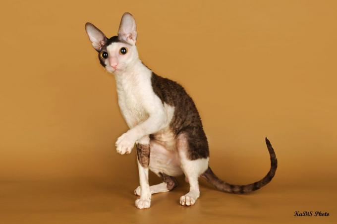 inteligentní kočičích plemen: Cornish Rex