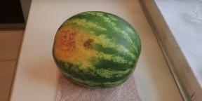 Jak si vybrat sladké a zralé meloun