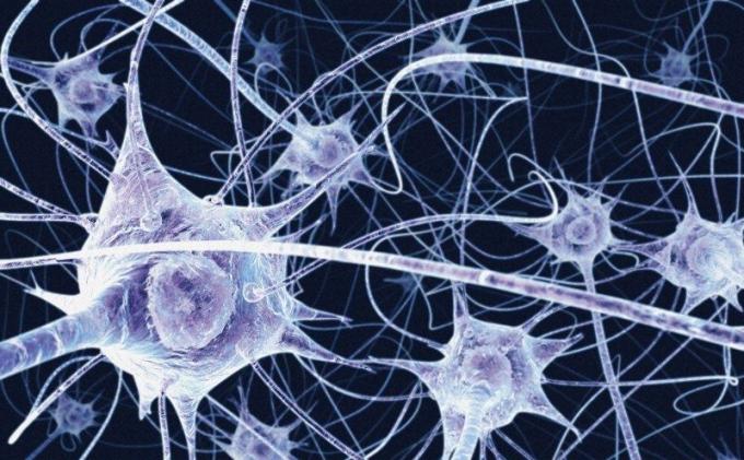 Nervové buňky nemají regenerovat