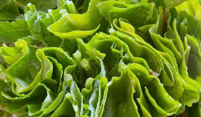 zdravá výživa listová zelenina