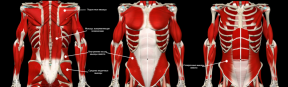 Vodítkem pro vývoj svalů kůry: anatomii, testů a výukový program