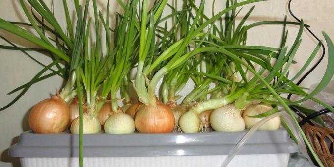Jak pěstovat cibule na parapetu: Cibule v hydroponické nastavení