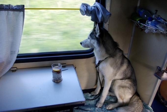 Přeprava zvířat ve vlaku