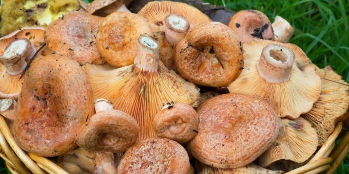 Jak a kolik vařit houby: syrové houby