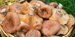 Jak a kolik vařit houby