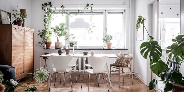 Skandinávský styl v interiéru: živé rostliny