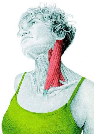 Anatomie dloužení: napínání bočních flexorech krku
