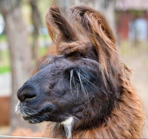 návštěvě Argentina: Lama
