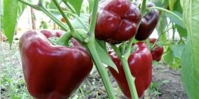Kdy zasadit sazenice papriky a jak to udělat správně
