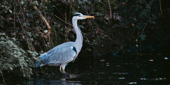 Přežití divoké zvěře: Nechoďte ptáky hledat vodu