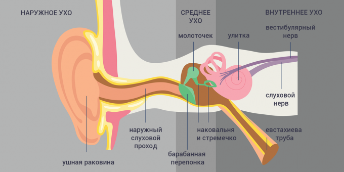 Tubo-otitis: struktura ucha 