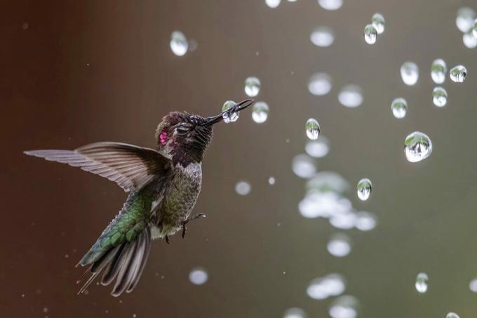 Nejlepší fotografie ptáků ze soutěže National Audubon Society