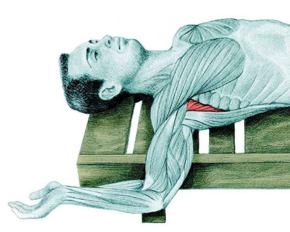 Anatomie natahování: protahování rameno