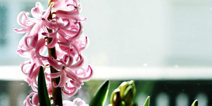 Pro ty, kteří chtějí růst hyacint péče o něj - hořící téma je aktuální a jak se postarat o hyacintu během kvetení
