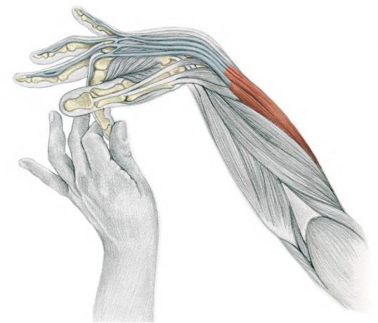 Protahování Anatomie v obrazech