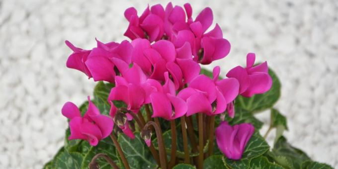 Nenáročné pokojové rostliny: Cyclamen Persian