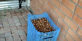 Jak skladovat vlašské ořechy