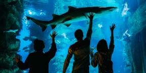 5 důvodů, proč navštívit akvárium