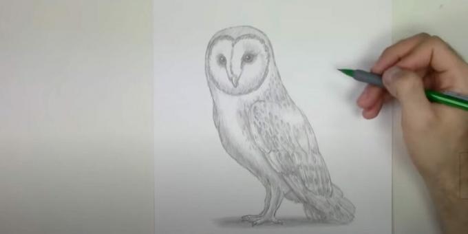 Jak nakreslit sovu: doplňte malé detaily