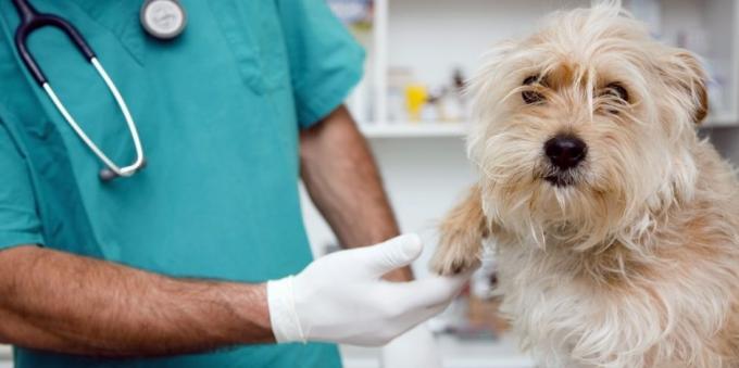 Pravidelné návštěvy u veterináře pes ulehčí mnoho zdravotních problémů